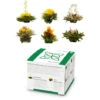 Feelino Tea Flowers 6 Different Varieties Individually Packed Very Productive